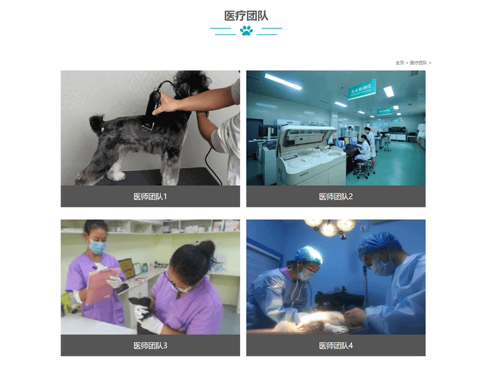 宠物医院猫狗动物诊所免费织梦网站模板